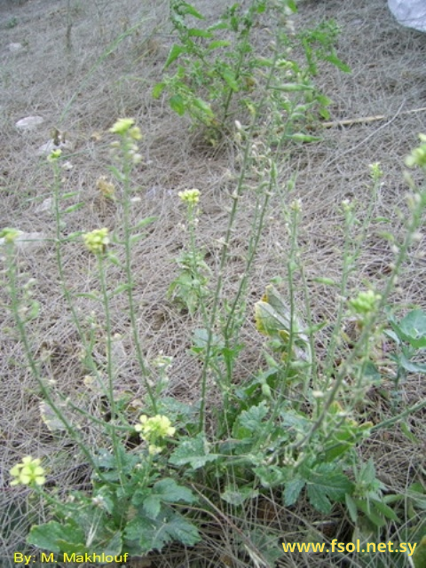 Sinapis alba L.